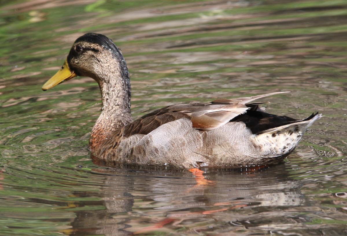 Canard colvert - ML620464246