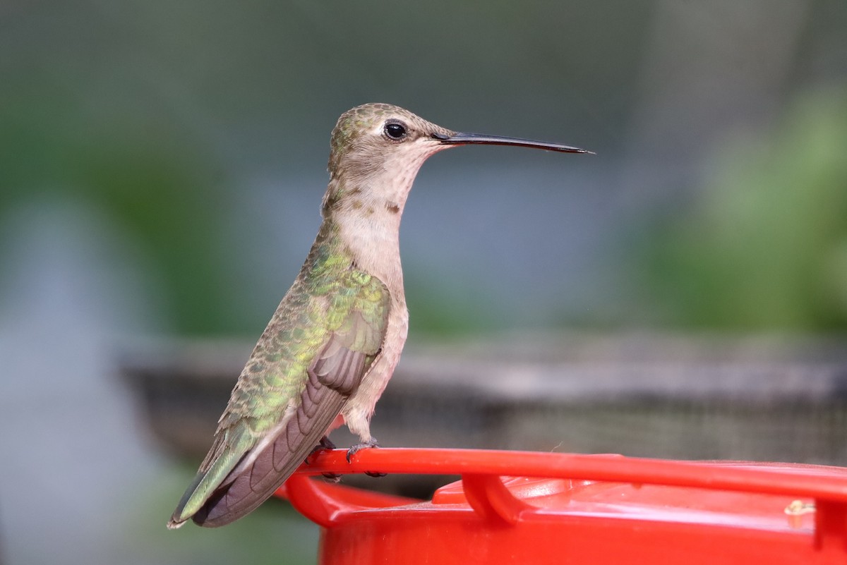 Black-chinned Hummingbird - ML620464251