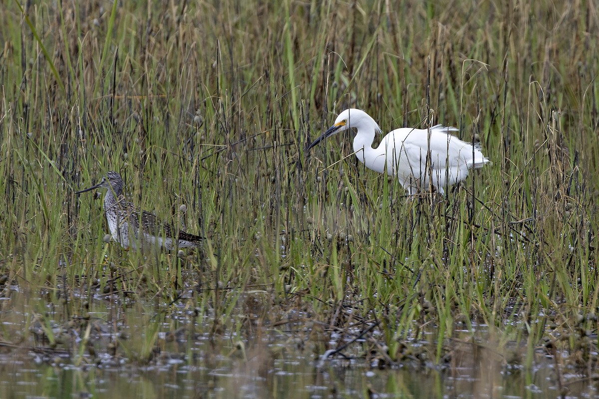 Snowy Egret - ML620464253