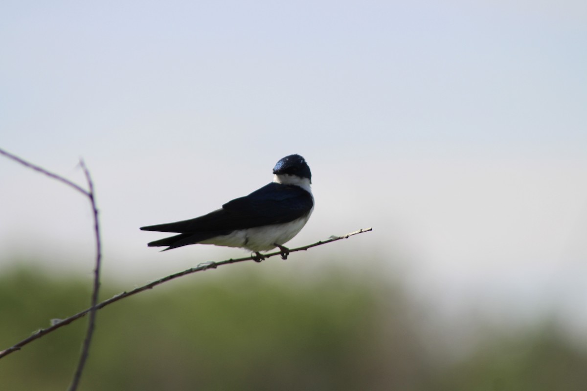 Tree Swallow - ML620464255