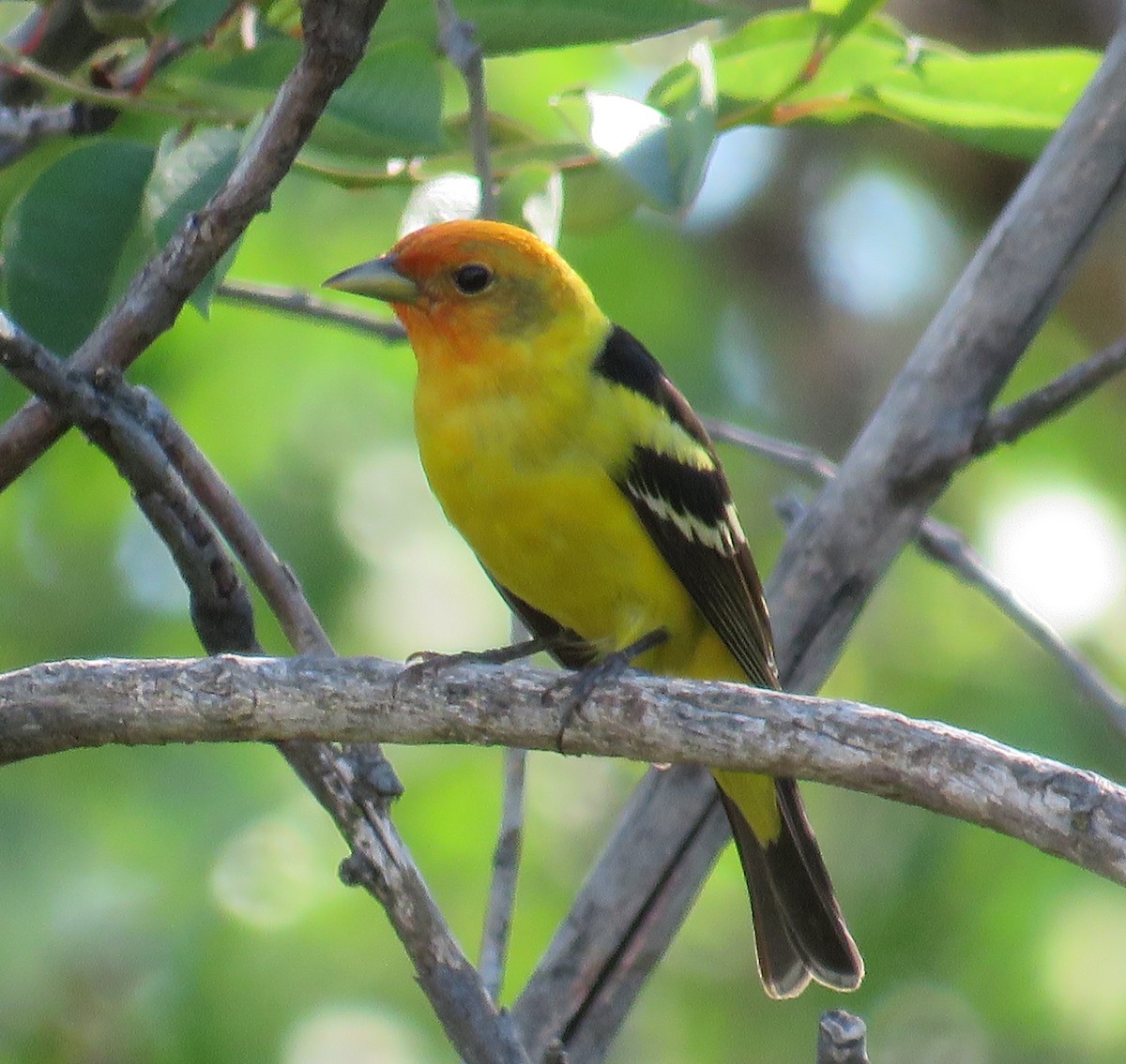 Western Tanager - Becky Laboy