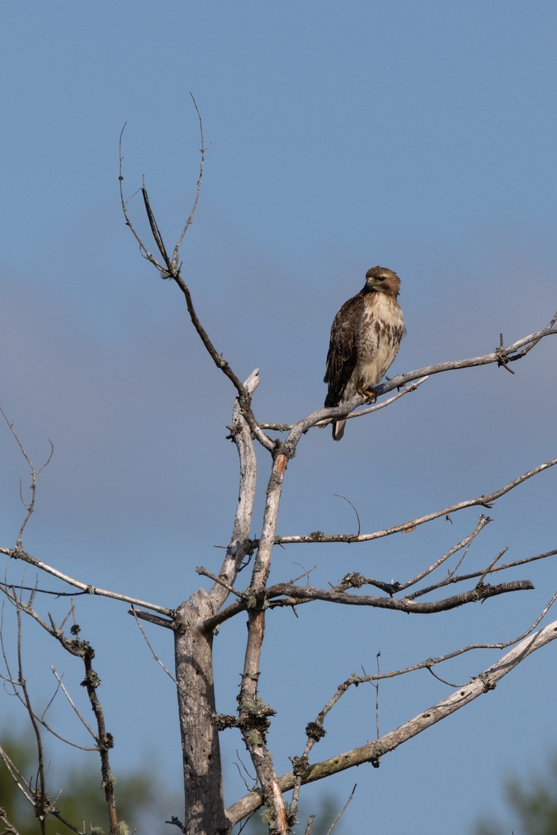 Red-tailed Hawk - ML620464261