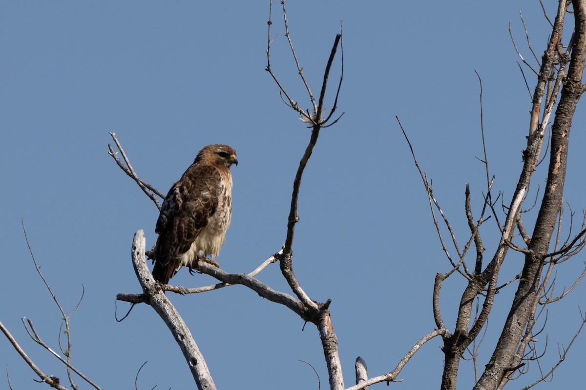 Red-tailed Hawk - Dennis Harris