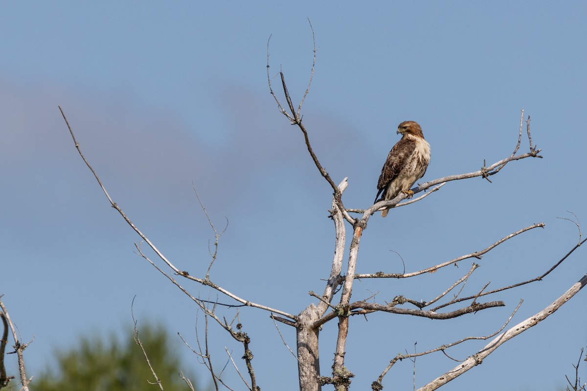 Red-tailed Hawk - ML620464263