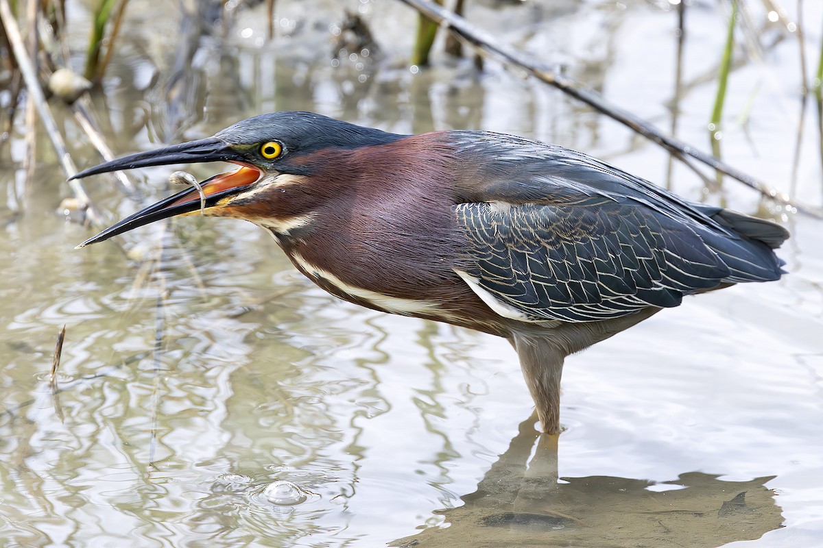 Green Heron - ML620464267