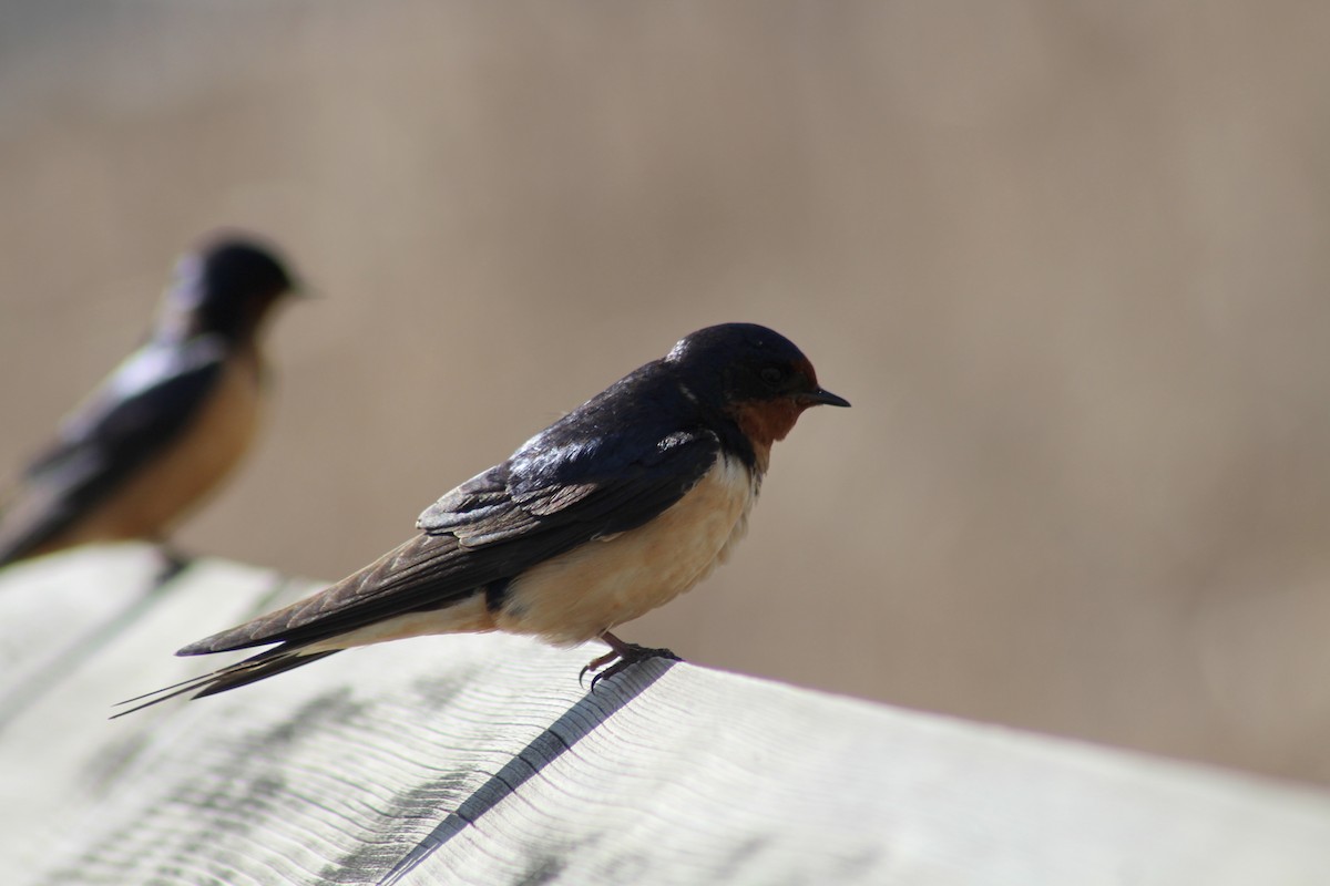 Barn Swallow - ML620464269