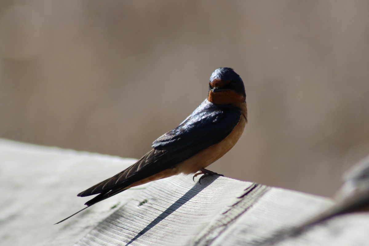 Barn Swallow - ML620464271