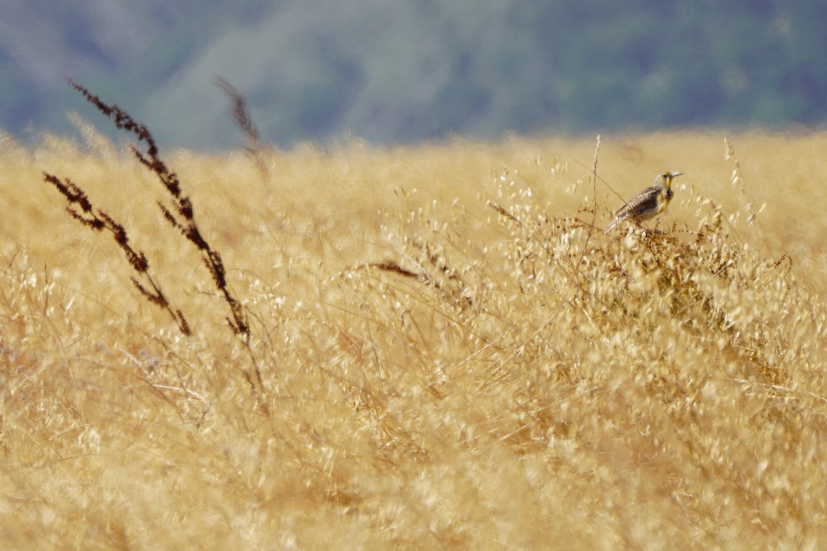 Western Meadowlark - ML620464278