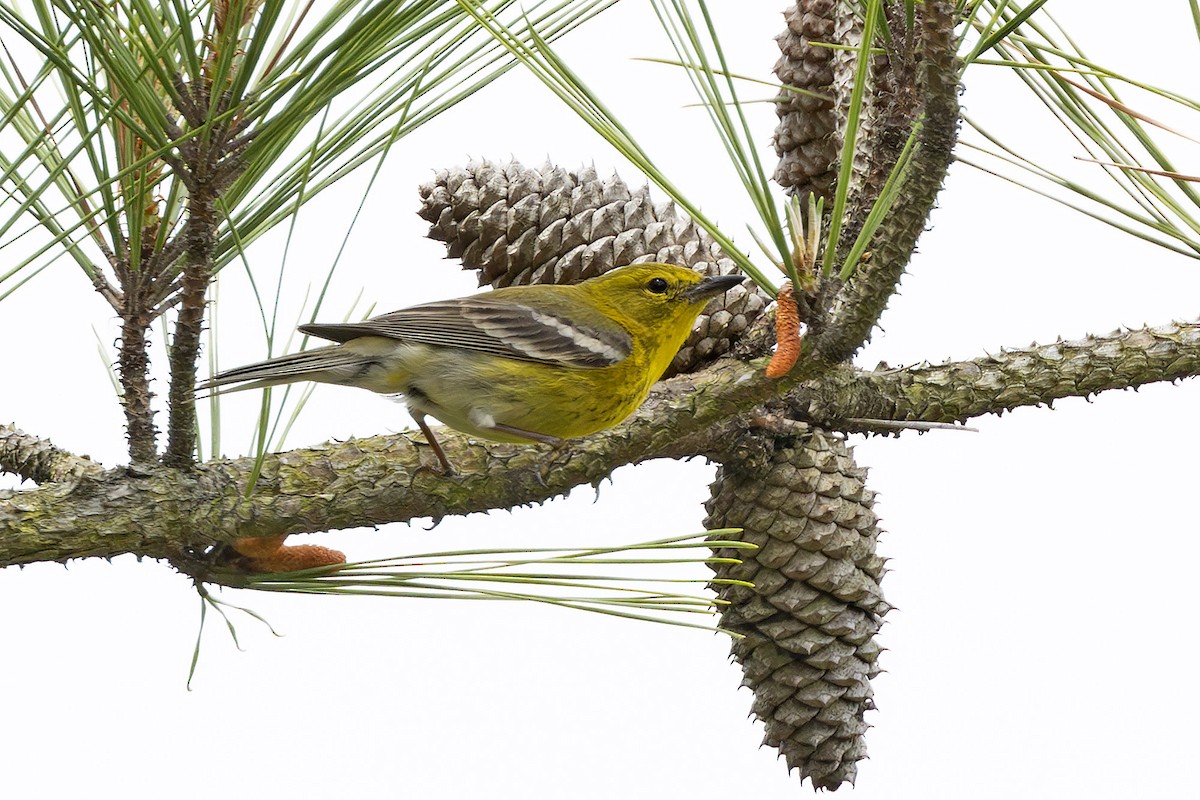 Pine Warbler - ML620464281