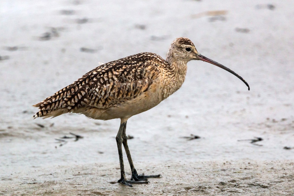 Long-billed Curlew - ML620464282