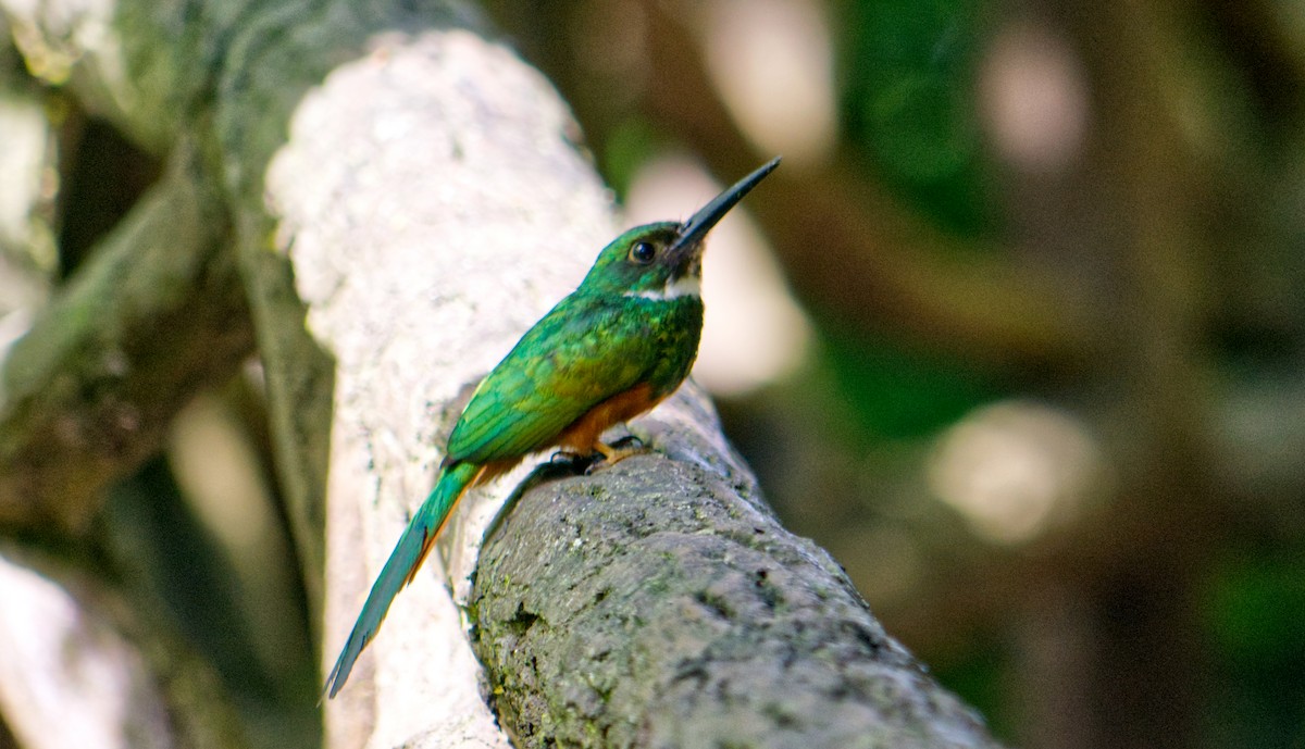 Rufous-tailed Jacamar - ML620464285