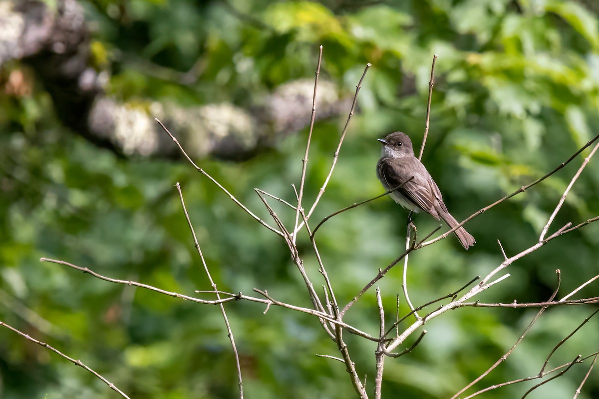 Eastern Phoebe - ML620464288