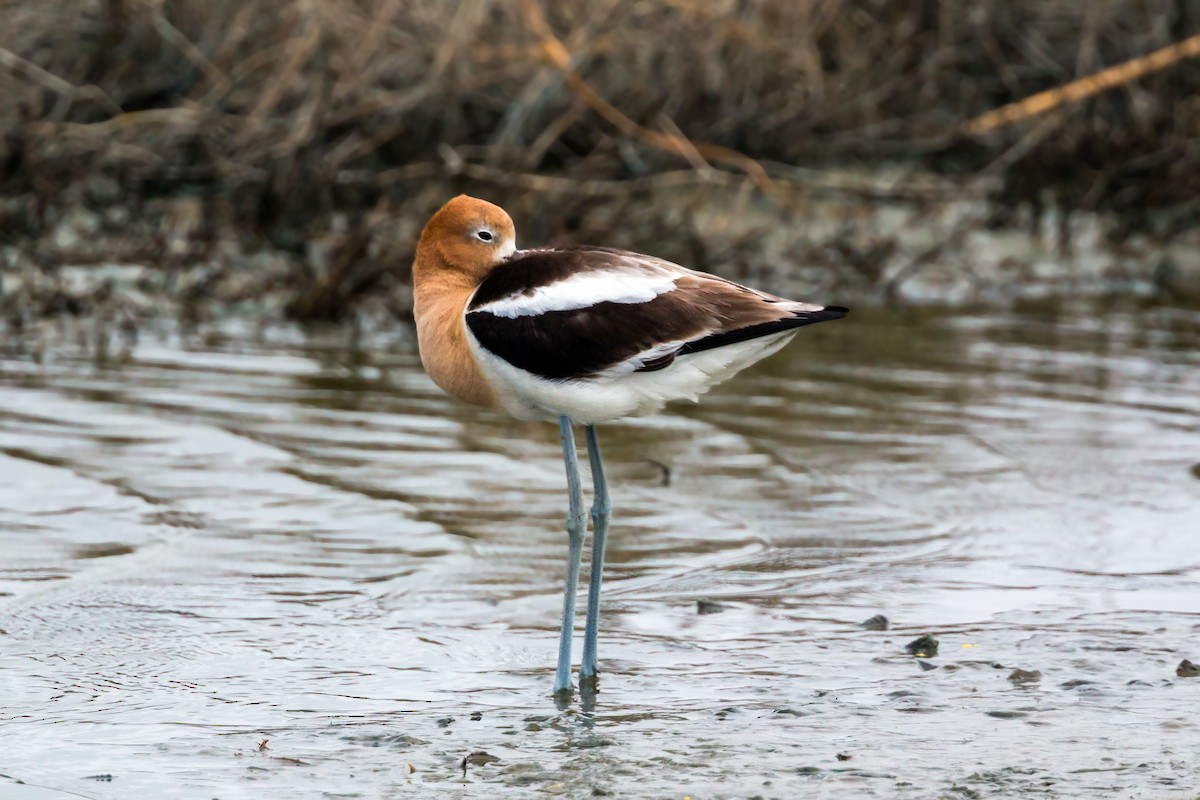 American Avocet - ML620464296