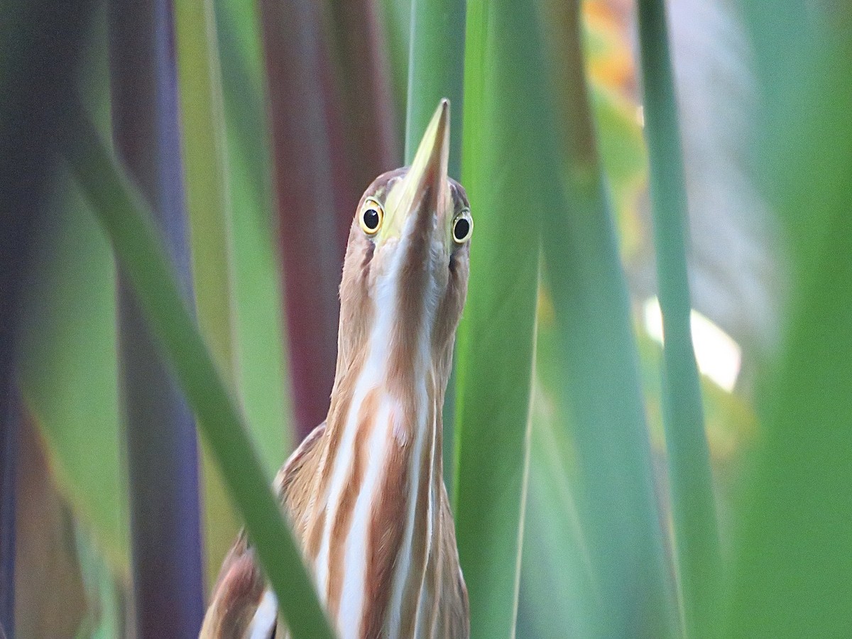 Yellow Bittern - ML620464297