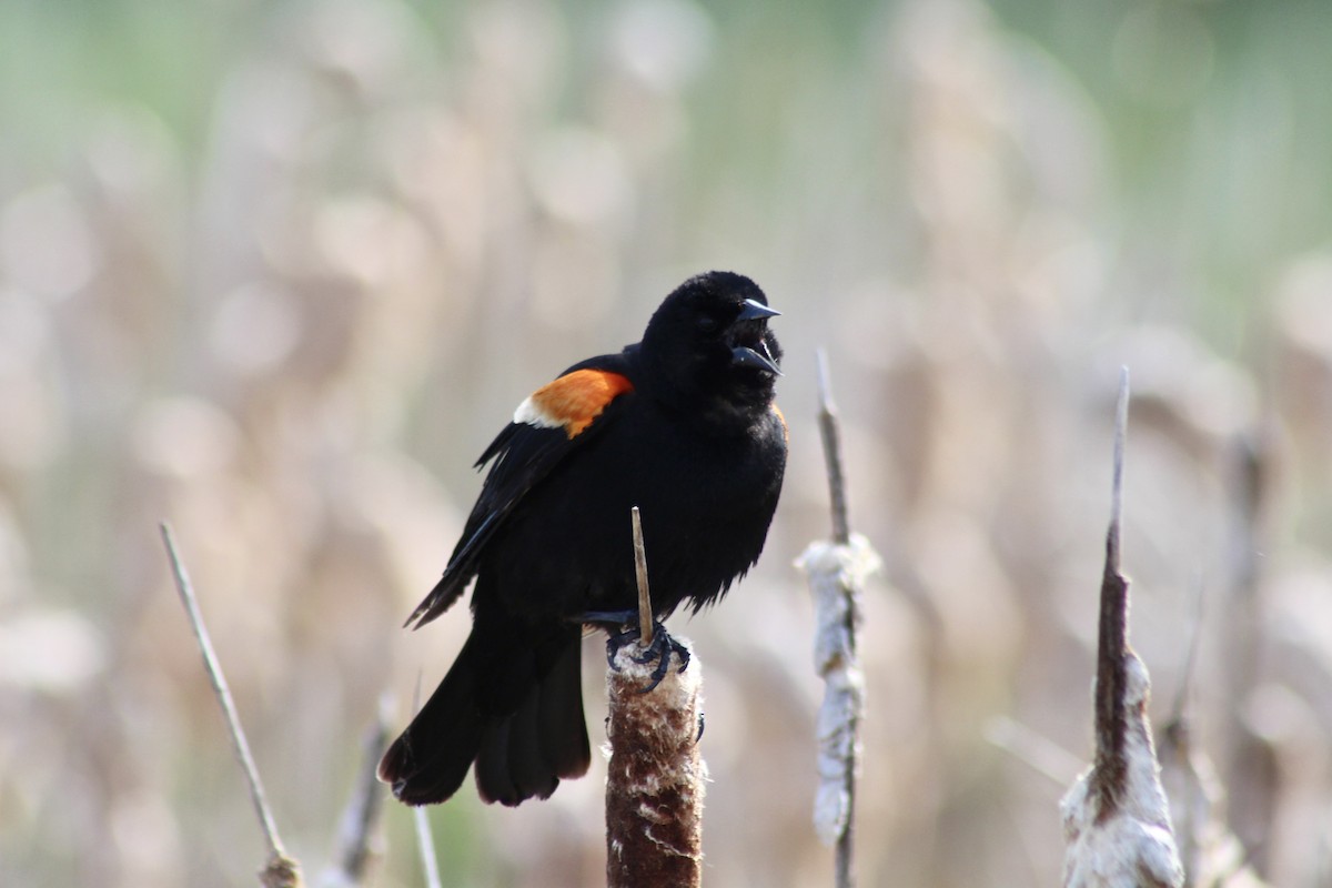 Red-winged Blackbird (Red-winged) - ML620464299