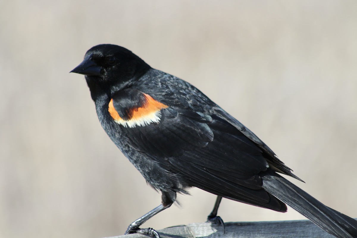 Red-winged Blackbird (Red-winged) - ML620464300