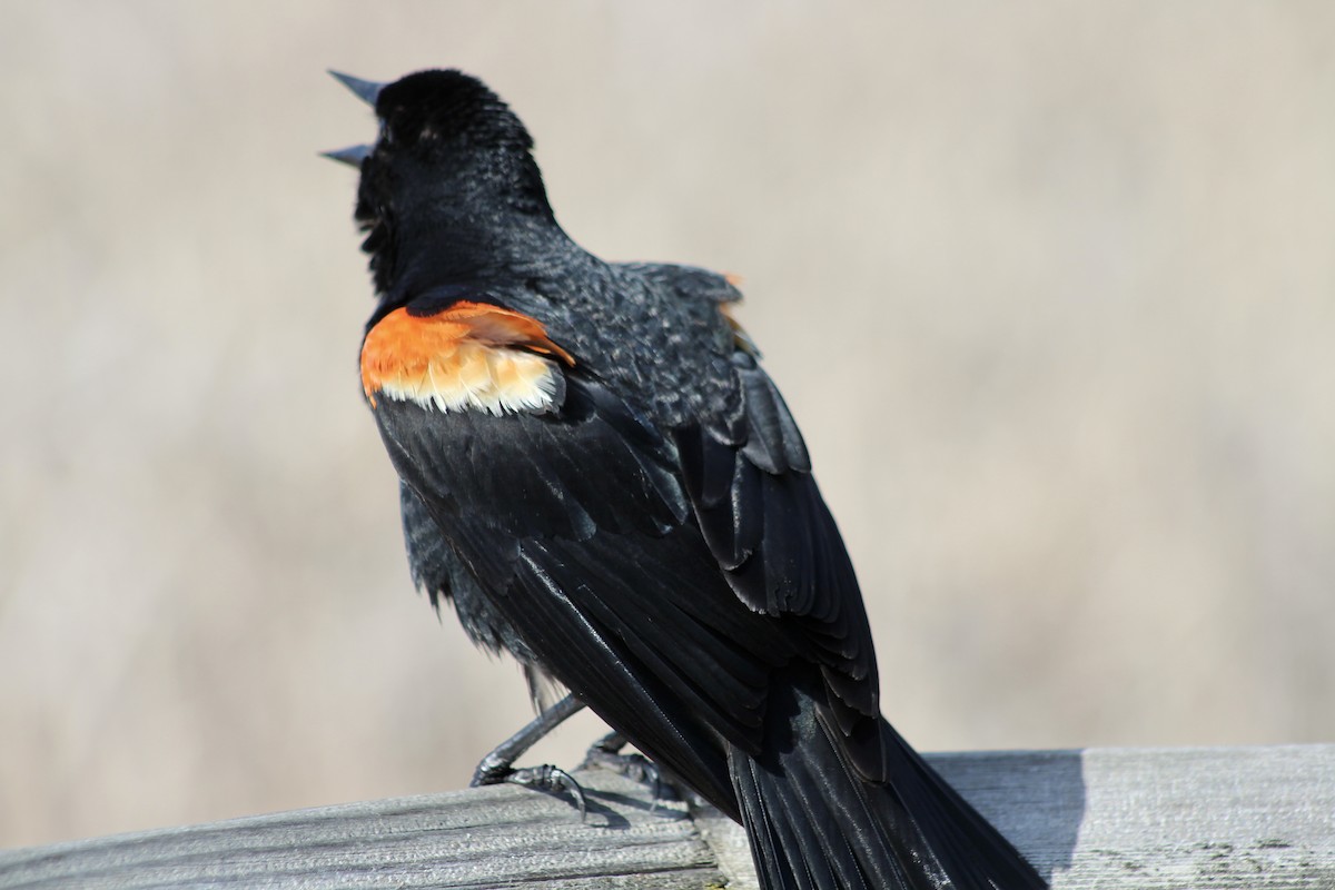 Red-winged Blackbird (Red-winged) - ML620464301