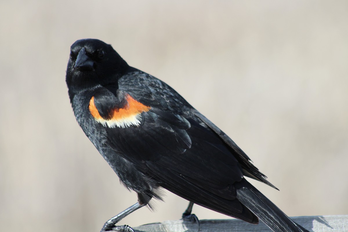 Red-winged Blackbird (Red-winged) - ML620464302