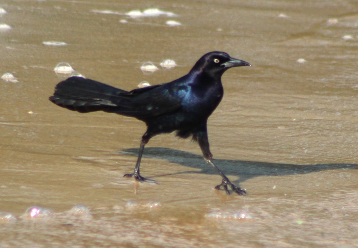 Boat-tailed Grackle - ML620464303