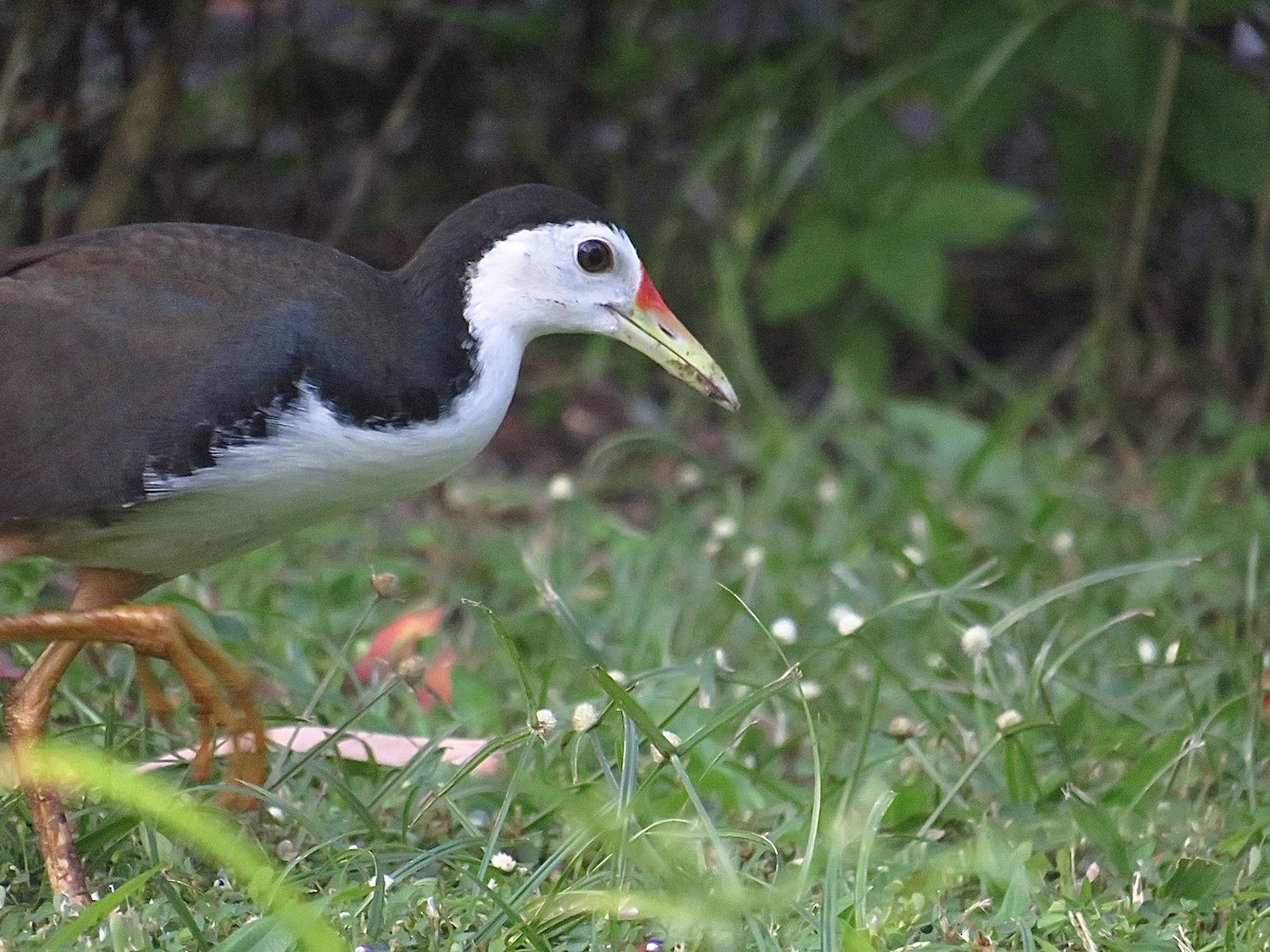 White-breasted Waterhen - ML620464304