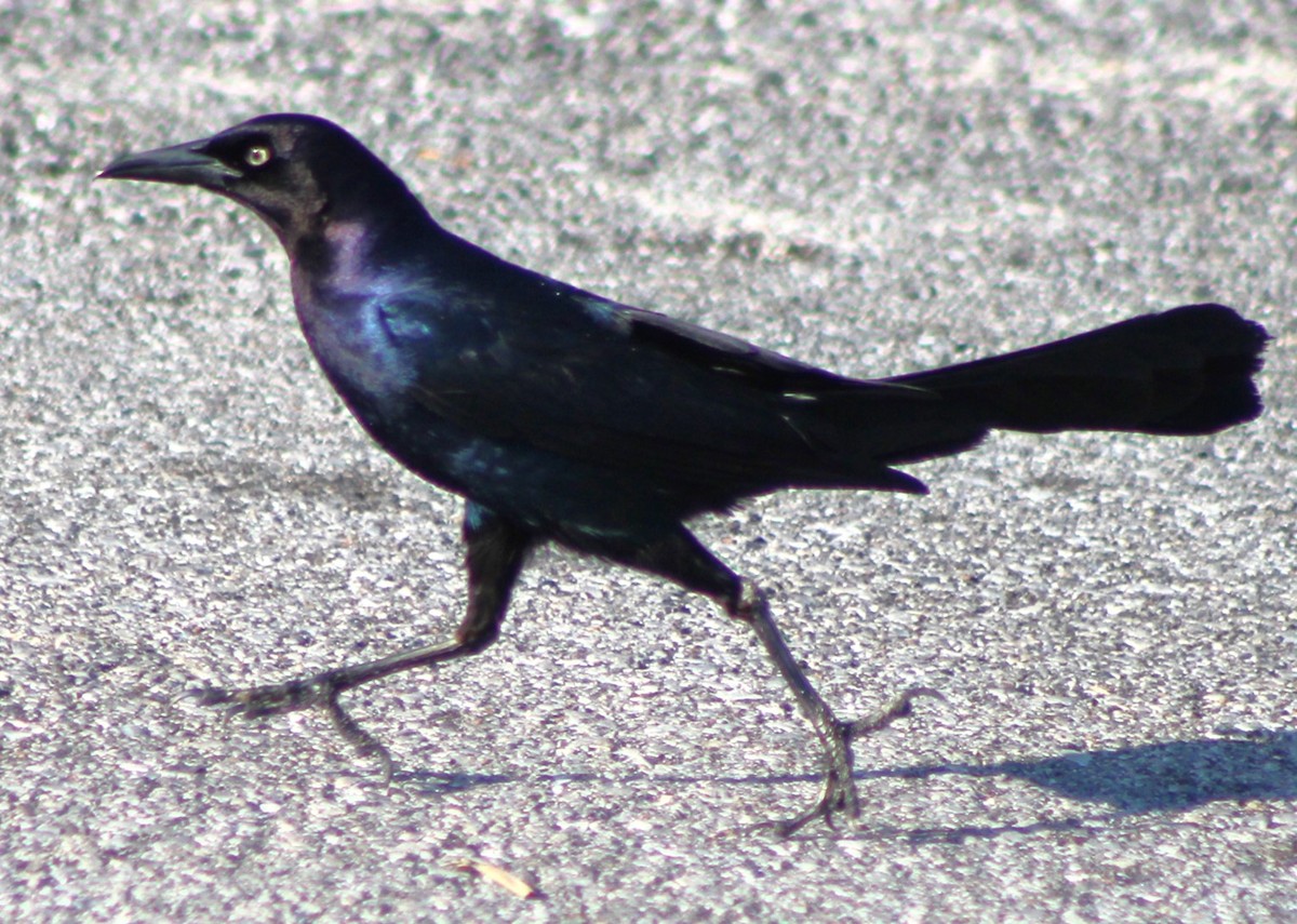 Boat-tailed Grackle - ML620464305