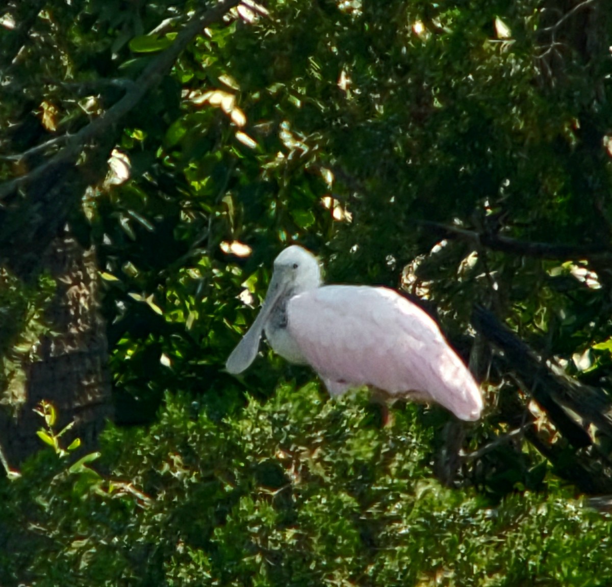 Roseate Spoonbill - ML620464317