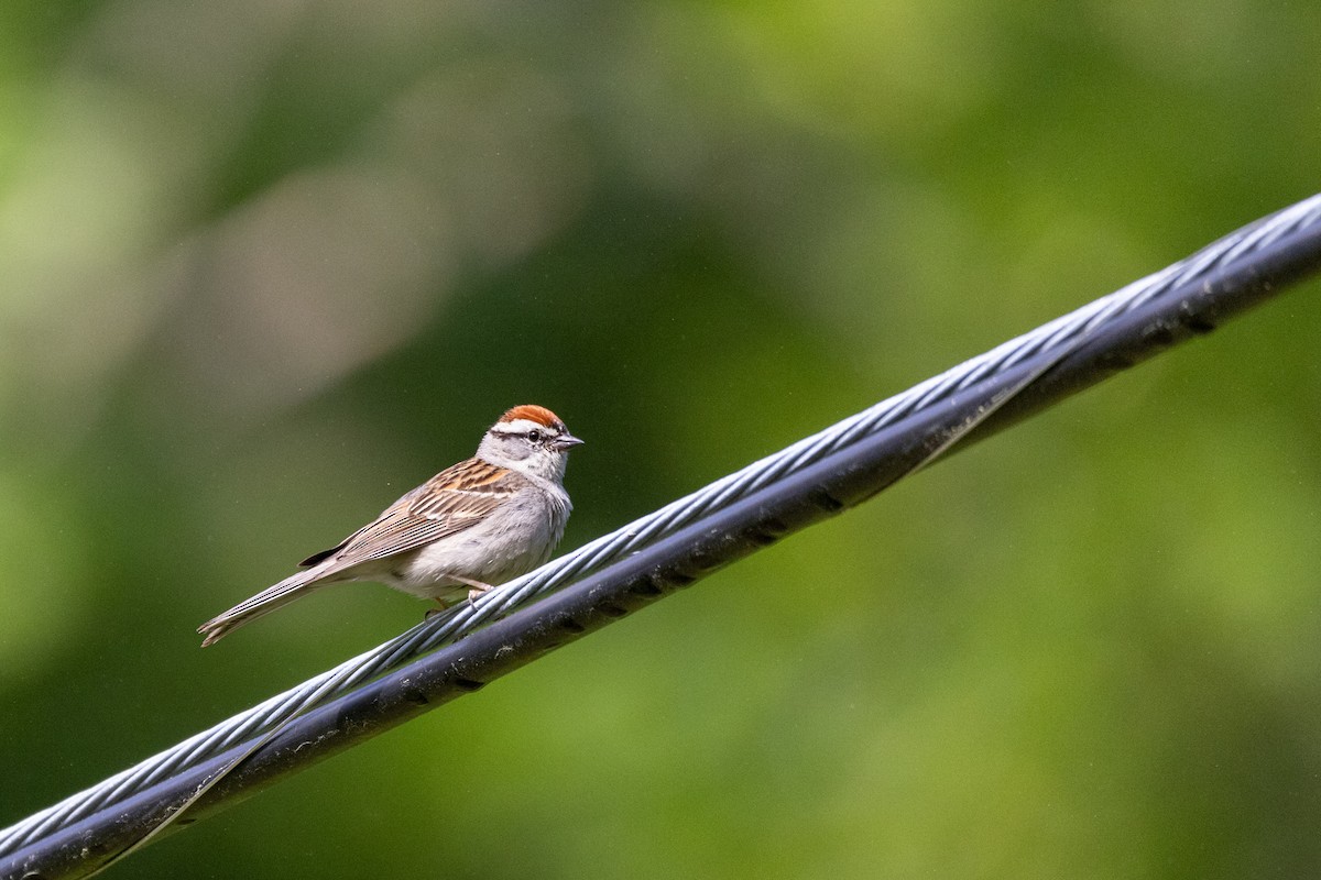 Chipping Sparrow - ML620464320