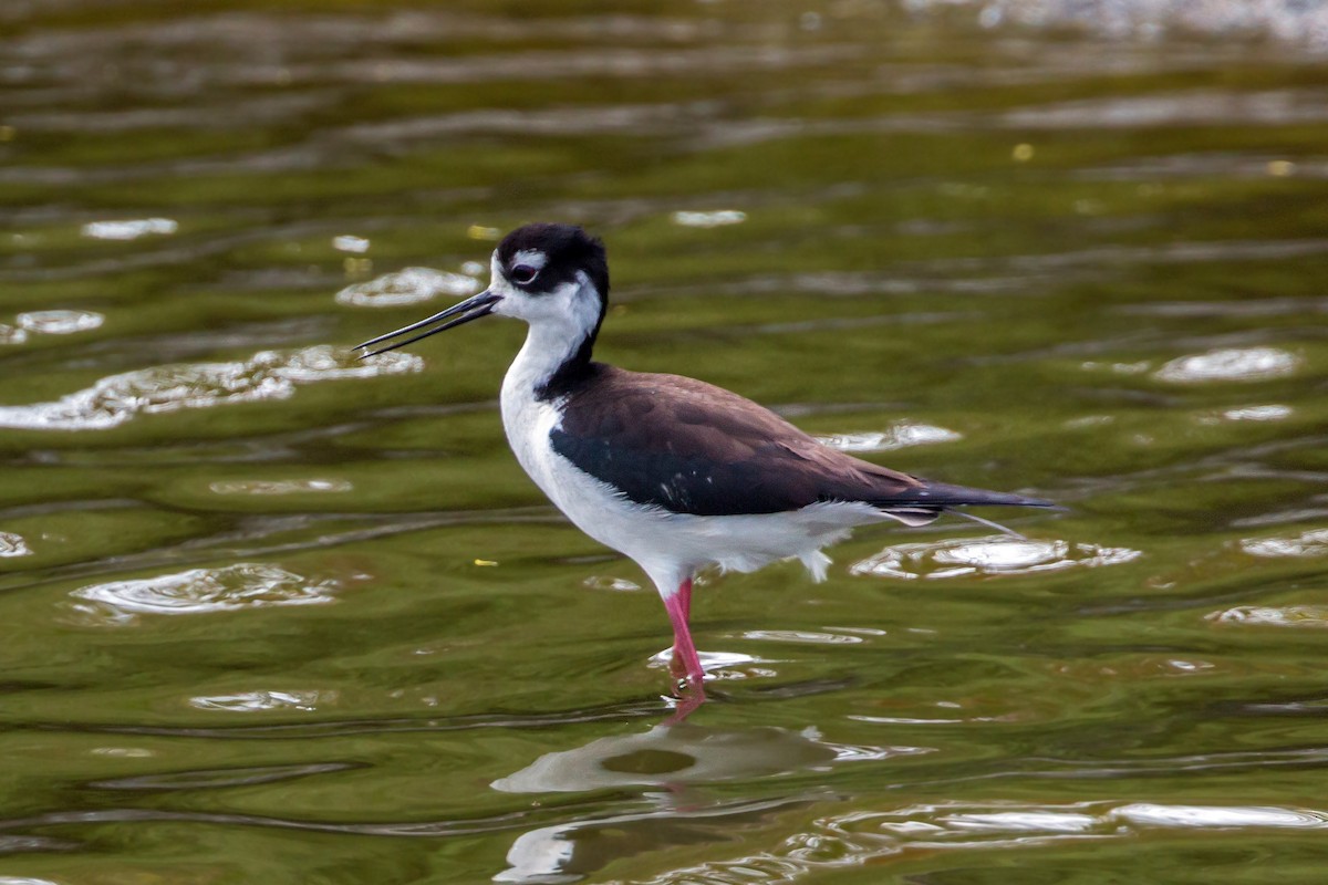 Black-necked Stilt - ML620464322