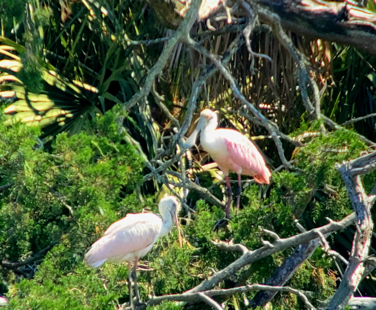 Roseate Spoonbill - ML620464328