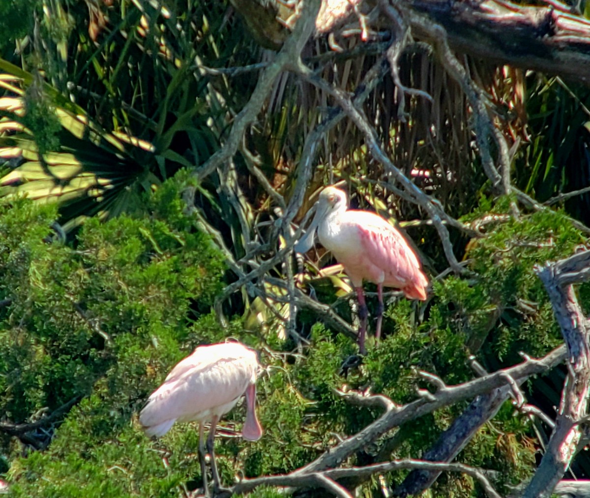 Roseate Spoonbill - ML620464333