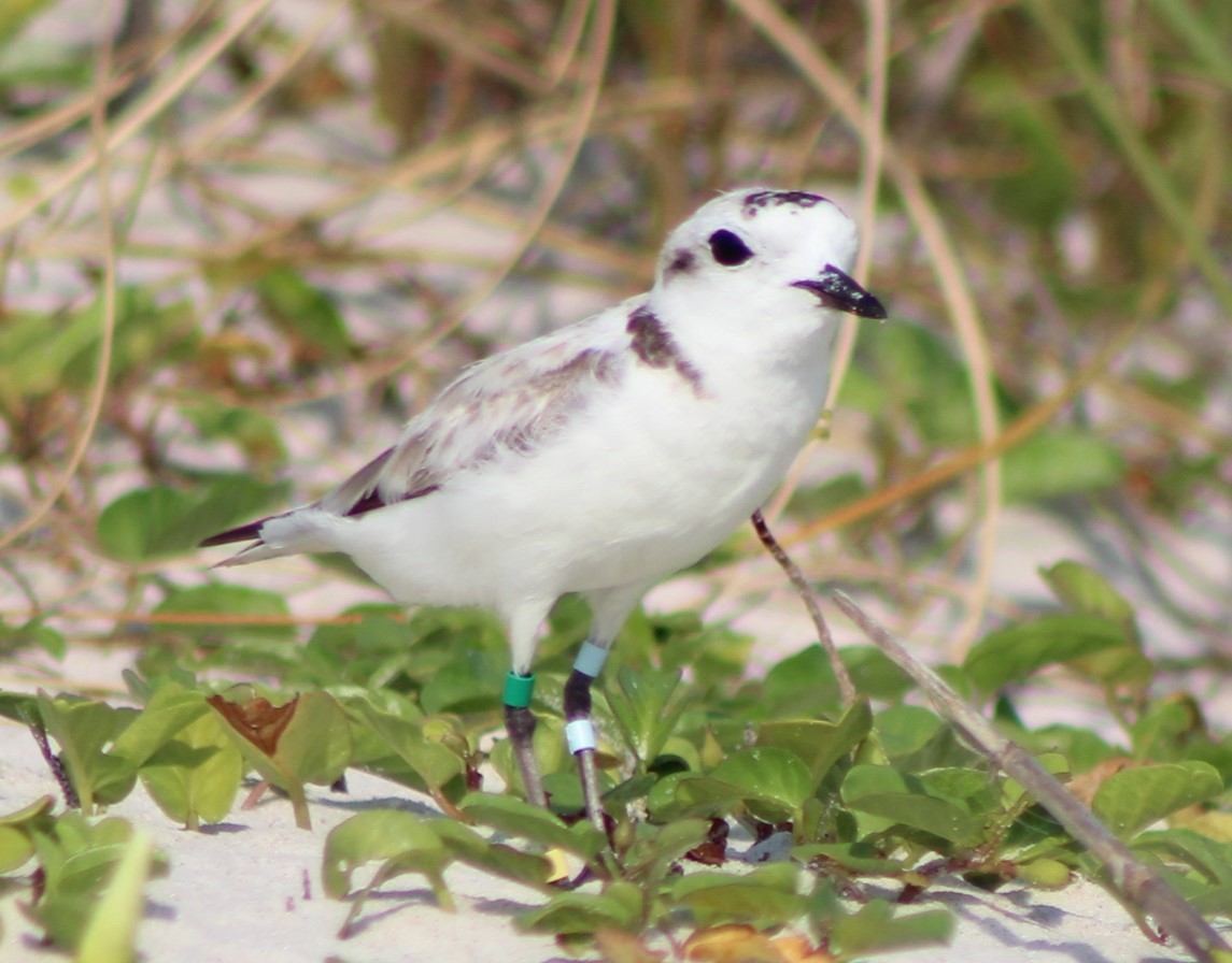 Snowy Plover - ML620464334