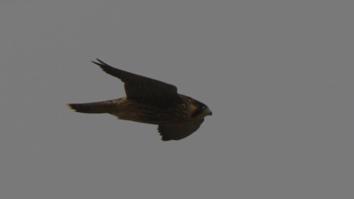 Peregrine Falcon - ML620464337