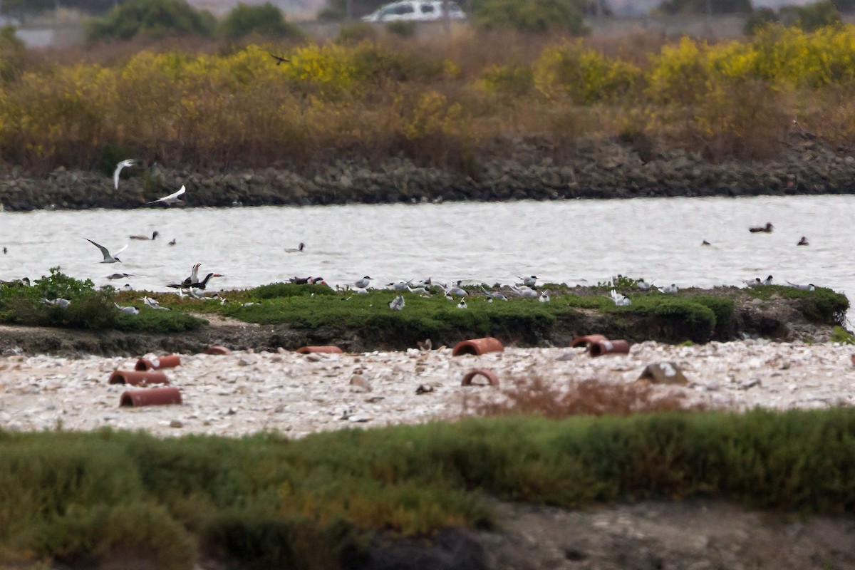 Black Skimmer - ML620464342