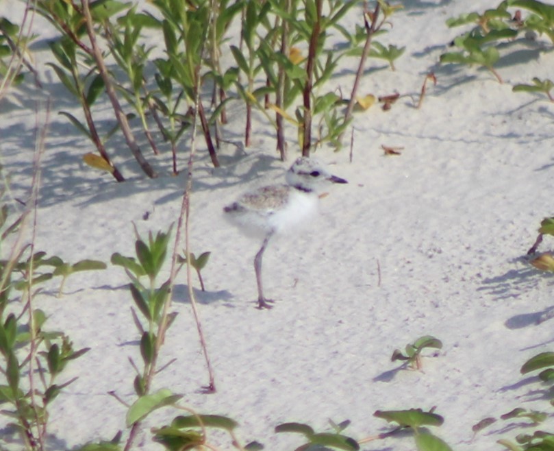 Snowy Plover - ML620464343