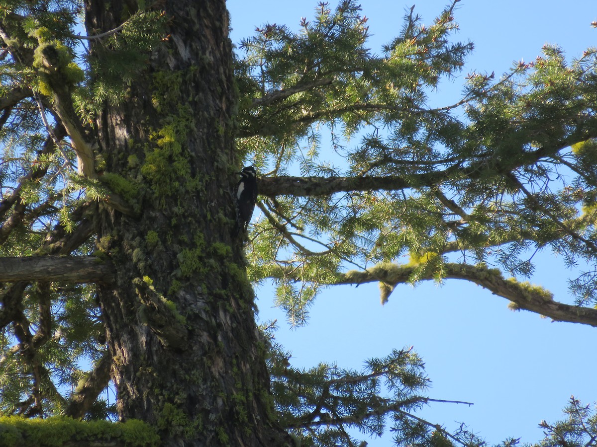 Williamson's Sapsucker - ML620464346