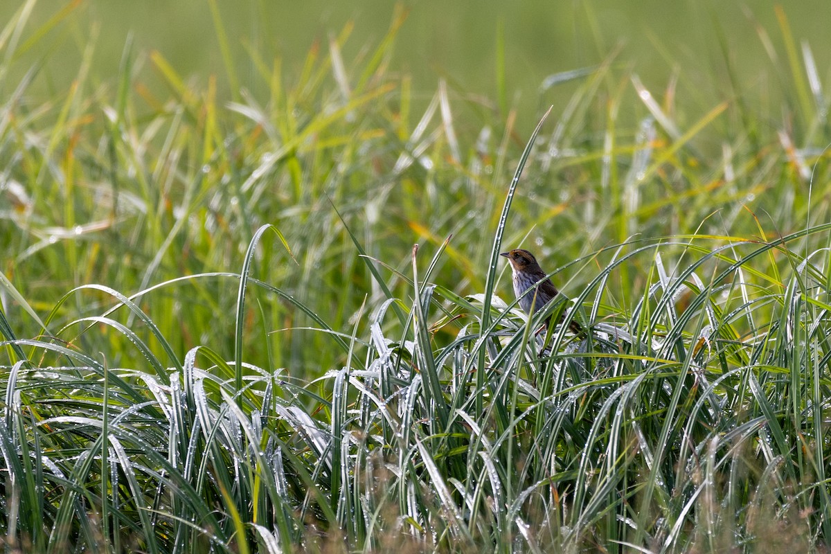 Nelson's Sparrow - ML620464354