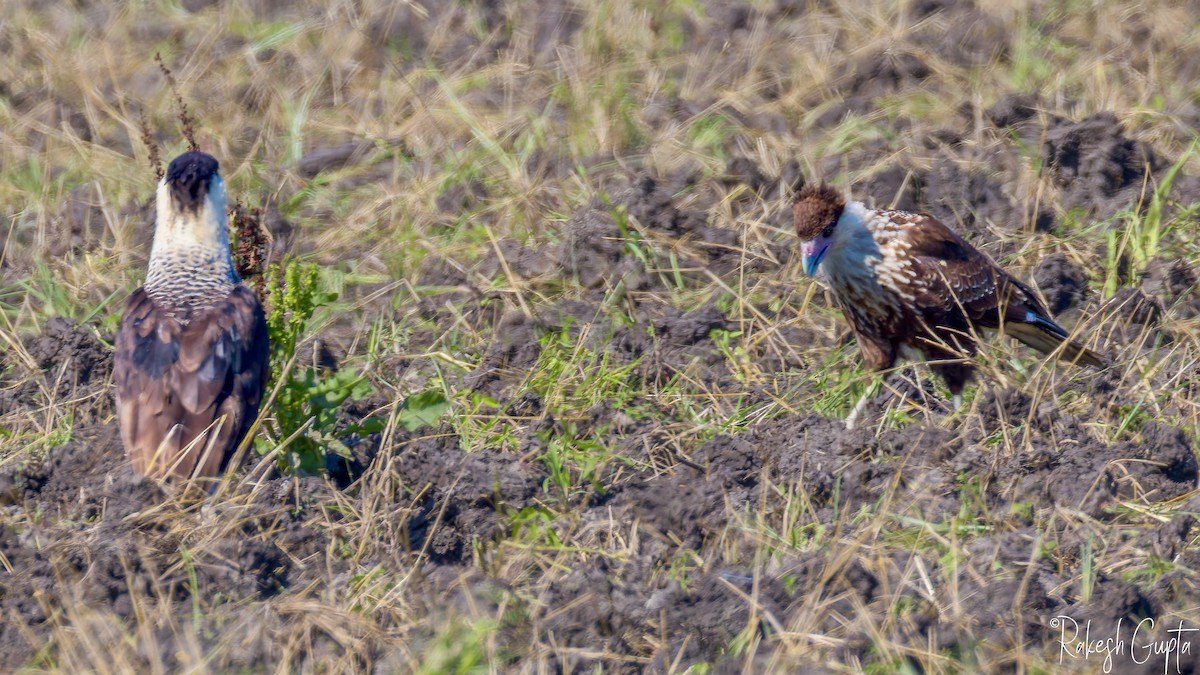 Caracara Carancho - ML620464363