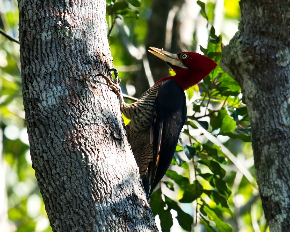 Robust Woodpecker - ML620464371