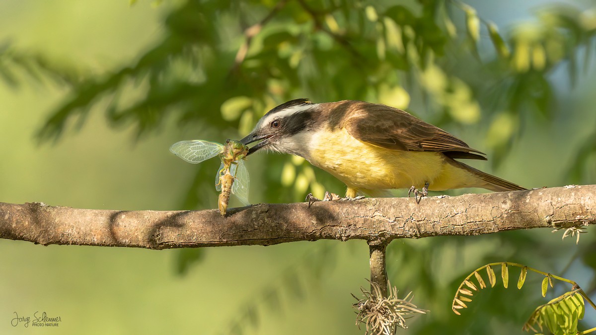 Great Kiskadee - ML620464384