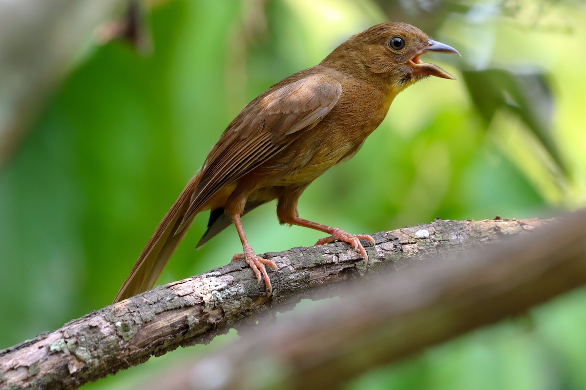 Red-throated Ant-Tanager - ML620464389