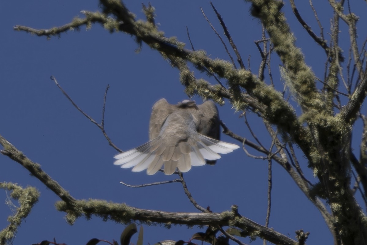 Band-tailed Pigeon - ML620464390