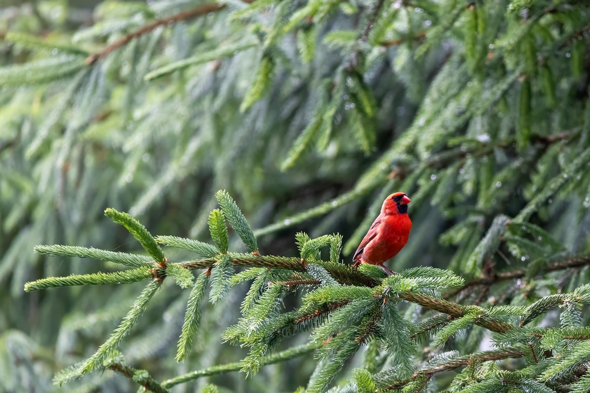 Northern Cardinal - ML620464392