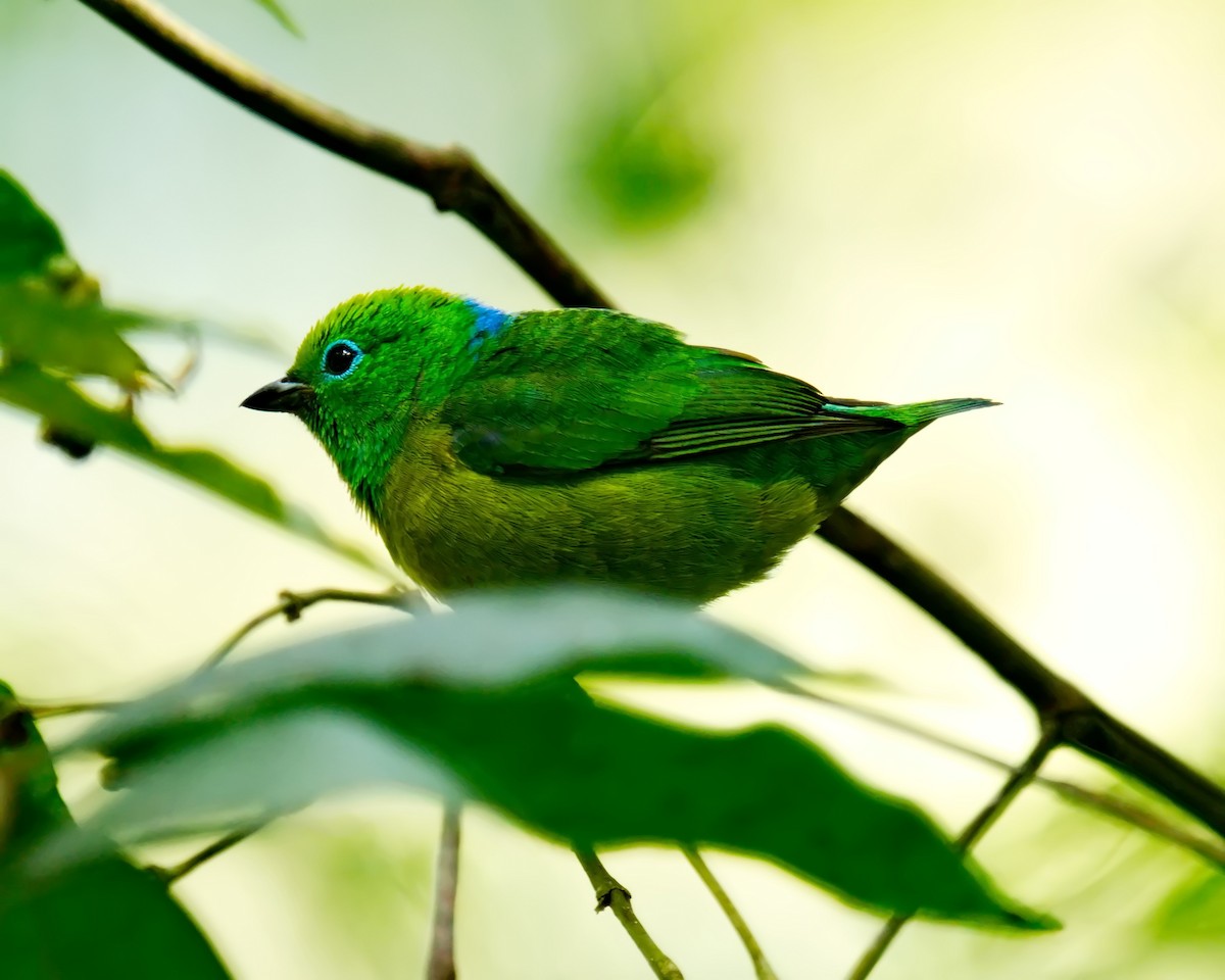 Blue-naped Chlorophonia - ML620464399