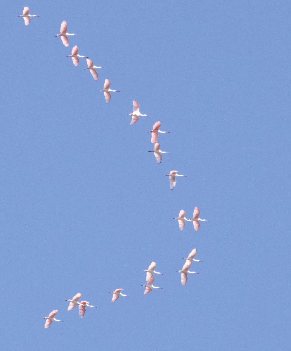 Roseate Spoonbill - ML620464401