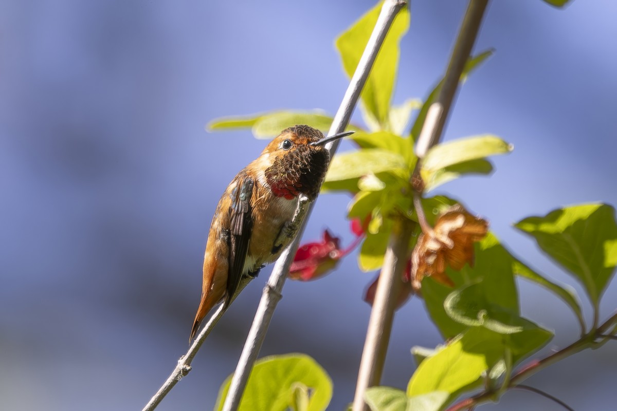 Allen's Hummingbird - ML620464402