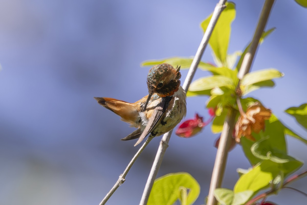 Allen's Hummingbird - ML620464403