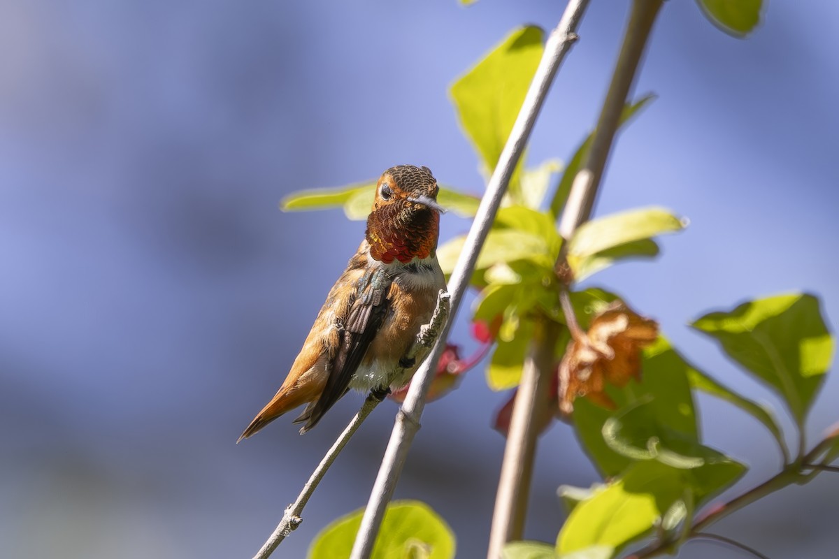 Allen's Hummingbird - ML620464404