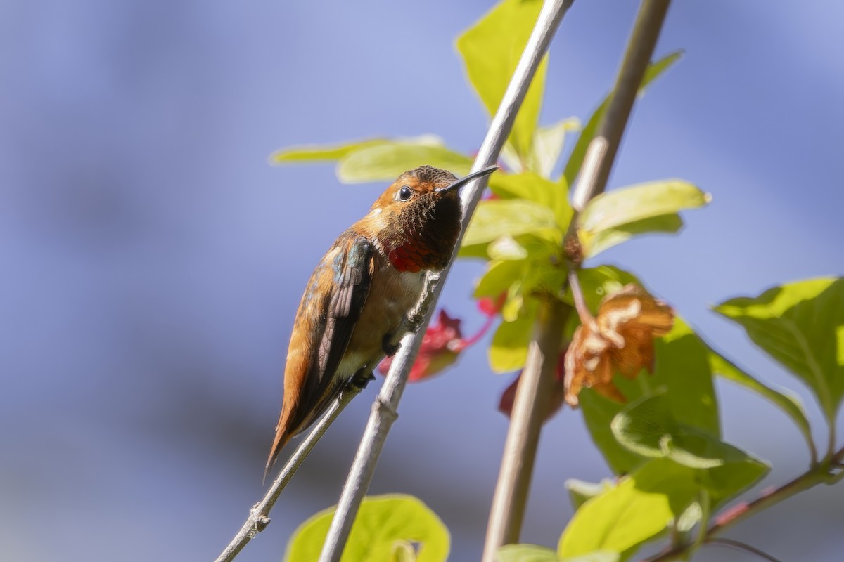 Allen's Hummingbird - ML620464405