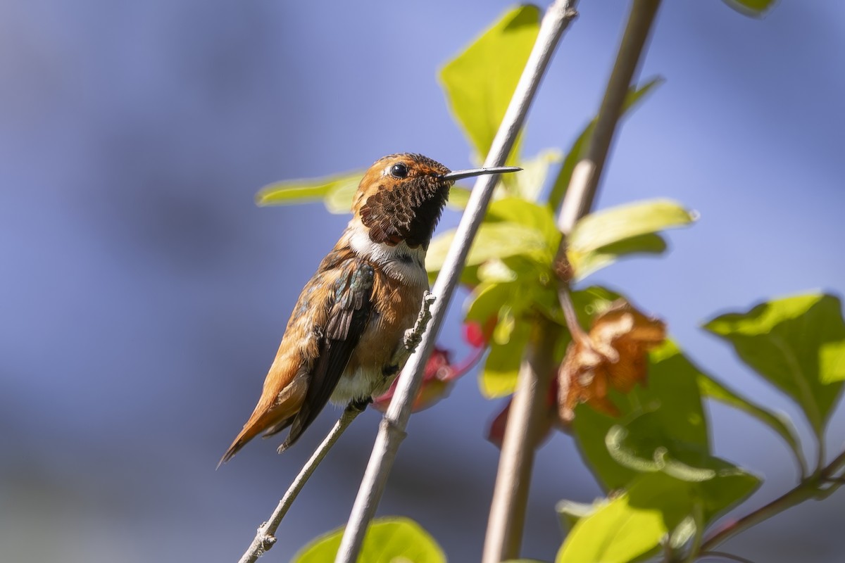 Allen's Hummingbird - ML620464406