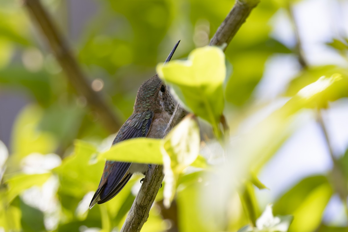 Allen's Hummingbird - ML620464407